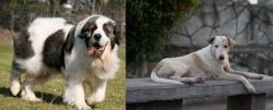 Pyrenean Mastiff vs Askal - Breed Comparison
