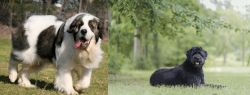 Pyrenean Mastiff vs Bouvier des Flandres - Breed Comparison