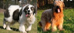 Pyrenean Mastiff vs Briard - Breed Comparison