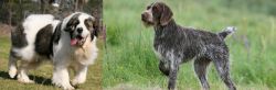 Pyrenean Mastiff vs Cesky Fousek - Breed Comparison
