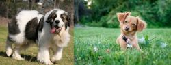 Pyrenean Mastiff vs Chiweenie - Breed Comparison