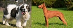 Pyrenean Mastiff vs Cirneco dell'Etna - Breed Comparison
