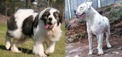 Pyrenean Mastiff vs Dogo Guatemalteco - Breed Comparison
