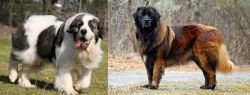 Pyrenean Mastiff vs Estrela Mountain Dog - Breed Comparison