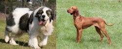 Pyrenean Mastiff vs Hungarian Vizsla - Breed Comparison