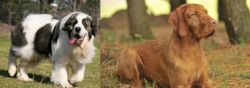 Pyrenean Mastiff vs Hungarian Wirehaired Vizsla - Breed Comparison
