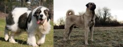 Pyrenean Mastiff vs Kangal Dog - Breed Comparison
