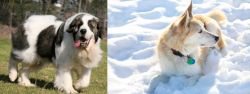 Pyrenean Mastiff vs Labrador Husky - Breed Comparison