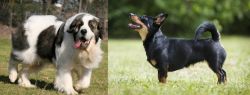 Pyrenean Mastiff vs Lancashire Heeler - Breed Comparison