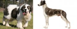 Pyrenean Mastiff vs Magyar Agar - Breed Comparison