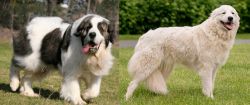 Pyrenean Mastiff vs Maremma Sheepdog - Breed Comparison