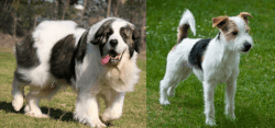 Pyrenean Mastiff vs Parson Russell Terrier - Breed Comparison