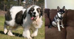 Pyrenean Mastiff vs Pomsky - Breed Comparison