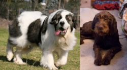 Pyrenean Mastiff vs Pudelpointer - Breed Comparison