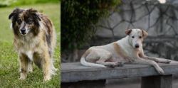 Pyrenean Shepherd vs Askal - Breed Comparison