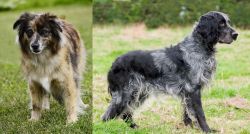 Pyrenean Shepherd vs Blue Picardy Spaniel - Breed Comparison
