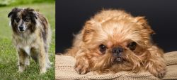 Pyrenean Shepherd vs Brug - Breed Comparison