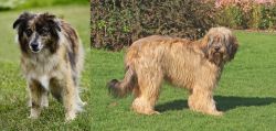 Pyrenean Shepherd vs Catalan Sheepdog - Breed Comparison
