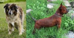 Pyrenean Shepherd vs Chinese Chongqing Dog - Breed Comparison
