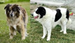 Pyrenean Shepherd vs Ciobanesc de Bucovina - Breed Comparison