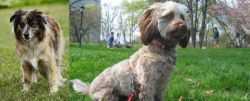 Pyrenean Shepherd vs Doxiepoo - Breed Comparison