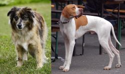 Pyrenean Shepherd vs English Pointer - Breed Comparison