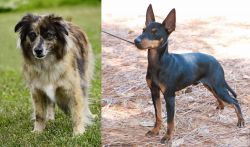 Pyrenean Shepherd vs English Toy Terrier (Black & Tan) - Breed Comparison