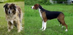 Pyrenean Shepherd vs Finnish Hound - Breed Comparison