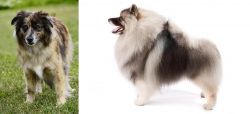 Pyrenean Shepherd vs Keeshond - Breed Comparison