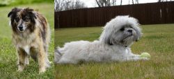 Pyrenean Shepherd vs Mal-Shi - Breed Comparison