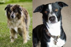 Pyrenean Shepherd vs McNab - Breed Comparison