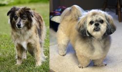Pyrenean Shepherd vs PekePoo - Breed Comparison