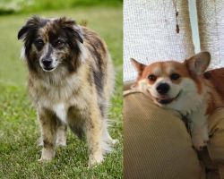 Pyrenean Shepherd vs Pembroke Welsh Corgi - Breed Comparison