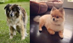 Pyrenean Shepherd vs Pomeranian - Breed Comparison
