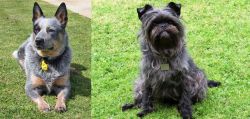 Queensland Heeler vs Affenpinscher - Breed Comparison