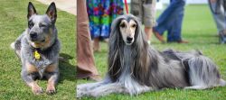Queensland Heeler vs Afghan Hound - Breed Comparison