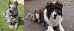 Queensland Heeler vs Aidi - Breed Comparison