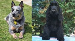 Queensland Heeler vs American Cocker Spaniel - Breed Comparison