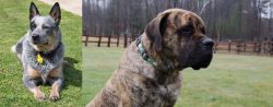 Queensland Heeler vs American Mastiff - Breed Comparison