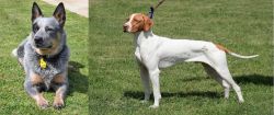 Queensland Heeler vs Braque Saint-Germain - Breed Comparison