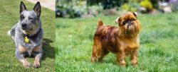 Queensland Heeler vs Brussels Griffon - Breed Comparison