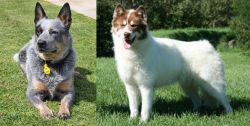 Queensland Heeler vs Canadian Eskimo Dog - Breed Comparison