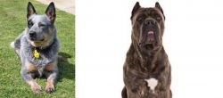 Queensland Heeler vs Cane Corso - Breed Comparison