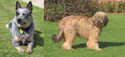 Queensland Heeler vs Catalan Sheepdog - Breed Comparison