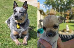 Queensland Heeler vs Chihuahua - Breed Comparison