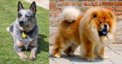 Queensland Heeler vs Chow Chow - Breed Comparison