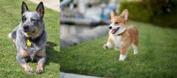Queensland Heeler vs Corgi - Breed Comparison