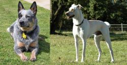 Queensland Heeler vs Cretan Hound - Breed Comparison