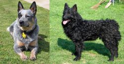 Queensland Heeler vs Croatian Sheepdog - Breed Comparison