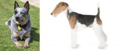 Queensland Heeler vs Fox Terrier - Breed Comparison